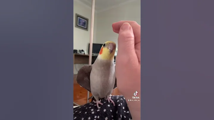 Cockatiel plays peekaboo - DayDayNews