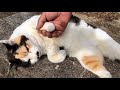 側に行ったらお手手フミフミ始めた三毛猫ちゃんかわいすぎました