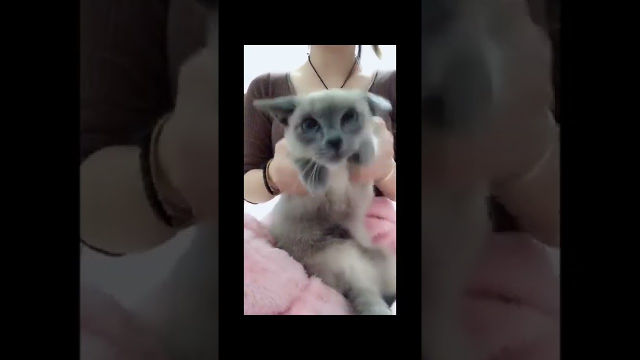 Cat moment | PETS HEART - Lovely Cat