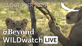 WILDwatch Live | 22 October, 2020 | Morning Safari | South Africa