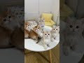 I love Kitties They are very adorable 😻😻😻😻😻😻 #shorts thumbnail