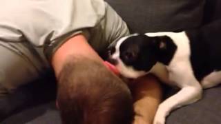 Boston Terrier Face Lick Attack