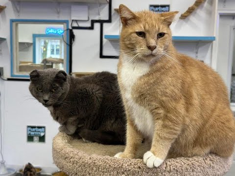 Live! At Furball Farm Cat Sanctuary (24/7)