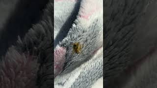 A bee covered in golden dandelion pollen
