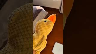 km 20261016 1 1080p 60f 20261016 110903