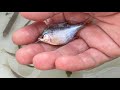 日本の川にいる七色の綺麗な魚。タナゴ、モツゴ、コイ、フナ
