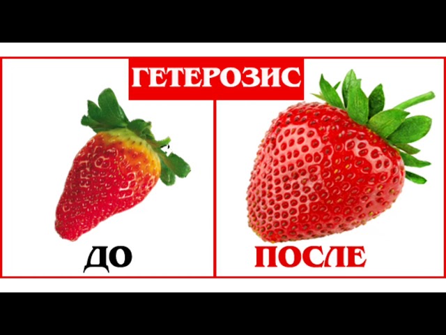 Гетерозис. Гибридная сила