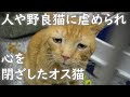 悲しい顔のせいで里親が見つからず困っていた保護猫。9ヶ月待ち、ようやくゴロゴロと喉を鳴らす日々がやってくる。【猫の感動する話】 #猫 #cats #animals #cat #catlover