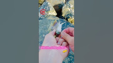 Câu được cá nâu khủng ???| ytbe#caucabien86#Longvlog86