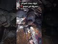حريق العوائل داخل المجمع جثث فحم صايره في مدينة الكوت العراق بغداد اكسبلور لايك حريق العوائل داخل المجمع جثث فحم صايره في مدينة الكوت العراق بغداد اكسبلور لايك