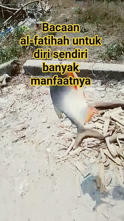 bacaan al-fatihah untuk sendiri #dosa #motivation #quotes #dj #smartphone #yukberdoa #cover #fishing