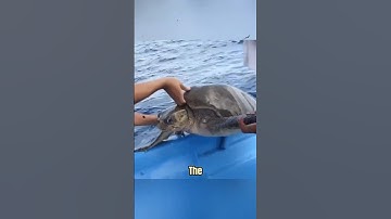 Shark Saves Turtle’s 🦈🐢❤️#viral #youtubeshorts #animals
