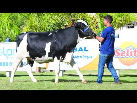 LOTE 49 EVA 647 ABERLIN SÃO DOMINGOS