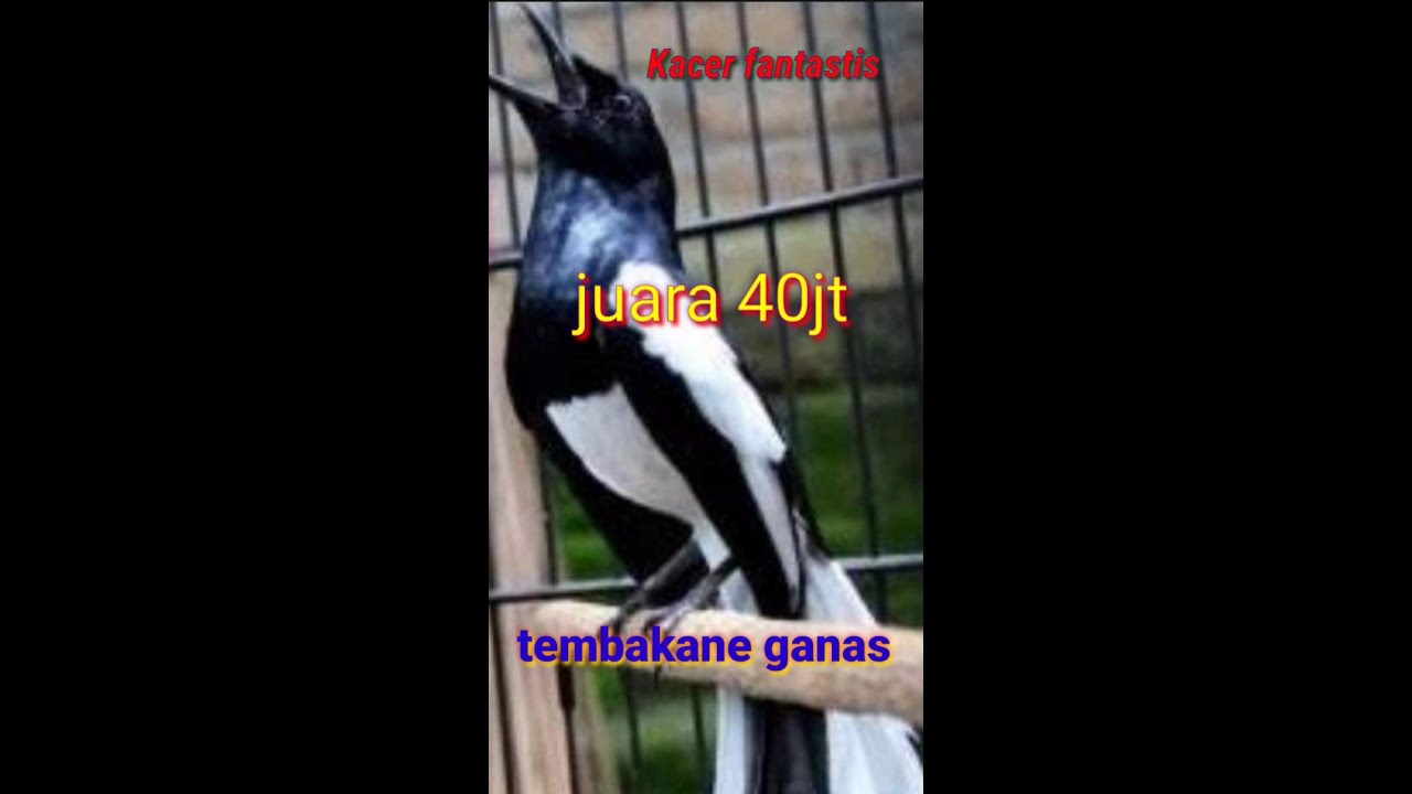 Lomba burung Kacer 2020 | Kacer gacor | kacer mania 