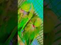 #parrot #talkingparot #talkingparrot #birdsong #birds #nonstoptalkingparrot #comedy