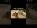 経験が大切です #doglibre #ドッグトレーニング #犬のしつけ #シェパード