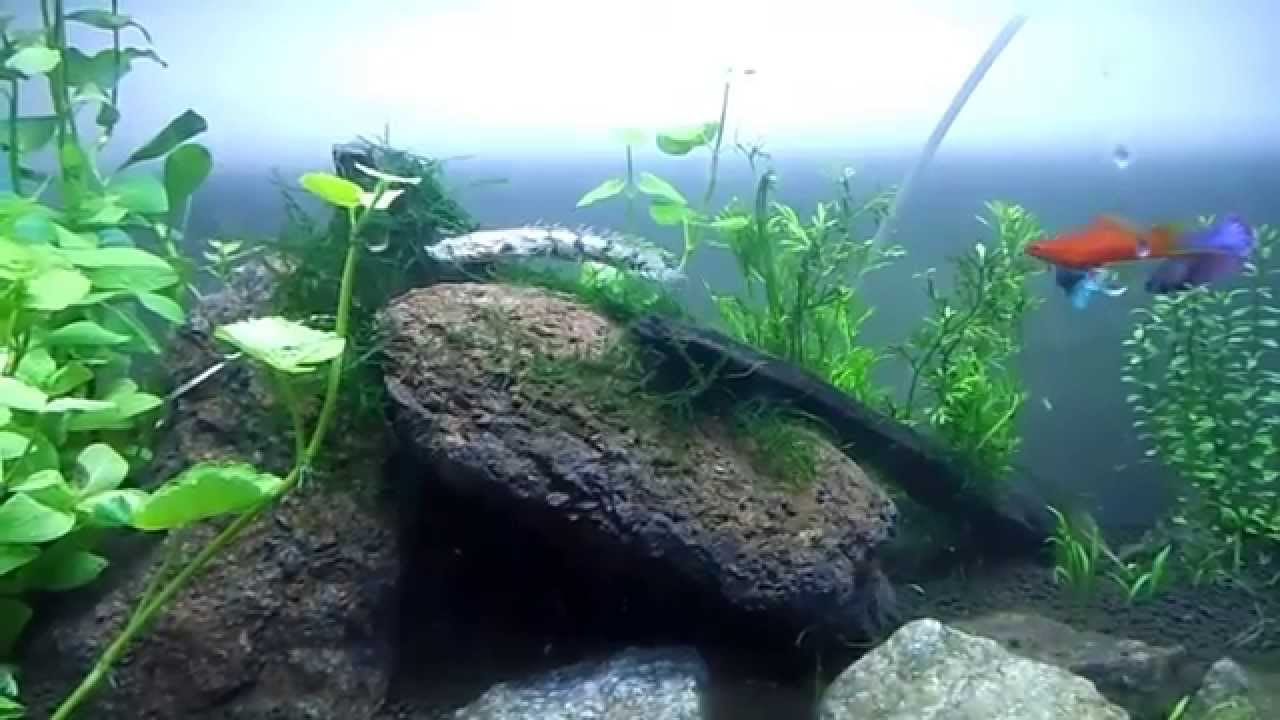 10 cm Endlicheri Bichirs (polypterus Endlicheri) in a planted Aquarium
