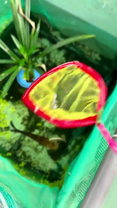 https://vt.tiktok.com/ZSB1atJKJ/ #cabaymau #channa #guppy #aquarium #cabaymau #caloc #caloccanh