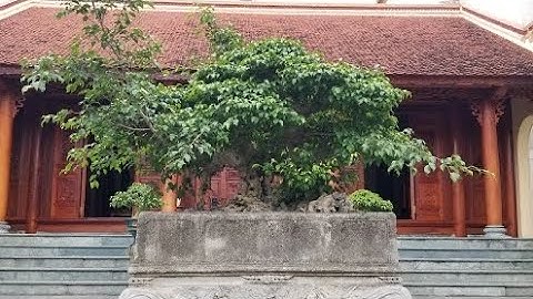 Lần đầu tới thăm vườn anh Hưng Còi,  ngắm tác phẩm Chữ Vương và khuôn viên nhà anh Hưng/ Yêu Cây