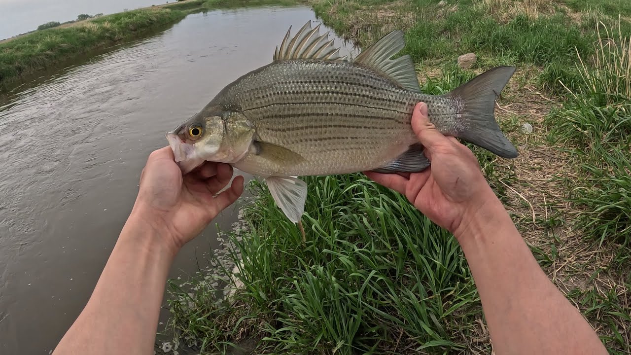 North Dakota Fishing around for Big White Bass