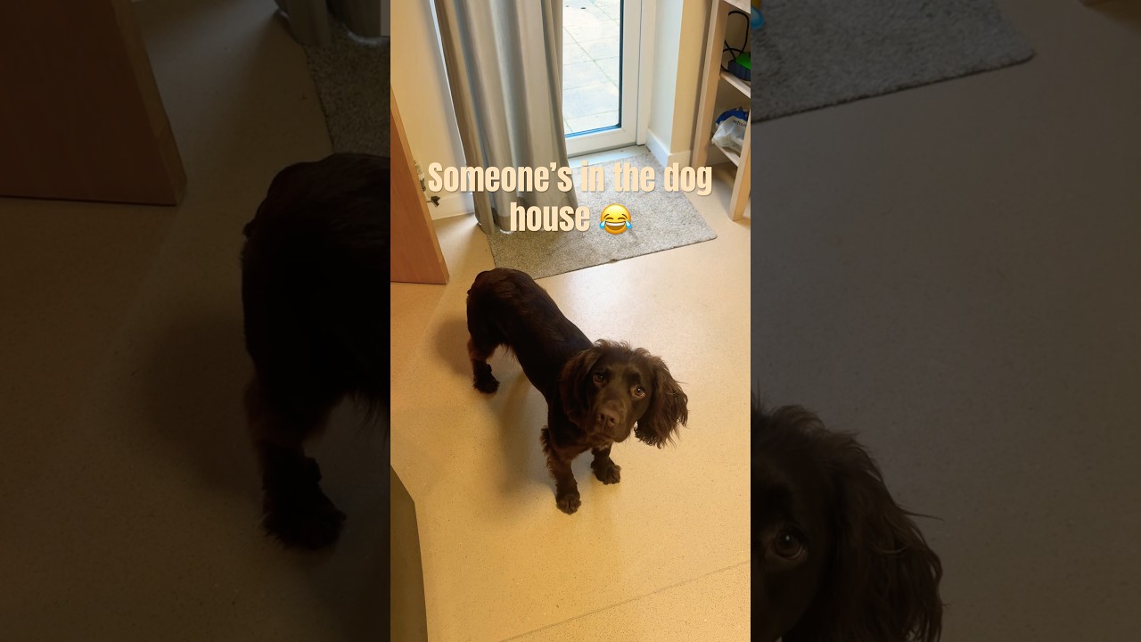 Just look at my dog’s innocent face 🥹🐶 