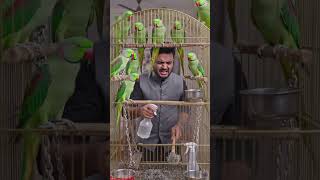 Parrot cage cleaning 🧼 #shorts #viralshorts #petshorts #birdsetup #parrotshorts