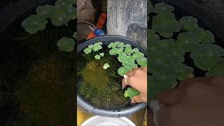 Guppy fish baby #shorts #shortvideo #subscribe 🙏