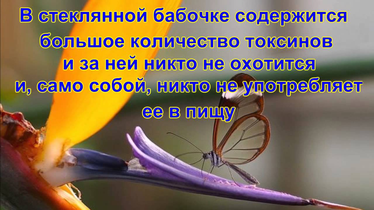 Стеклянная бабочка - YouTube