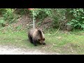 Охота на медведя 4
