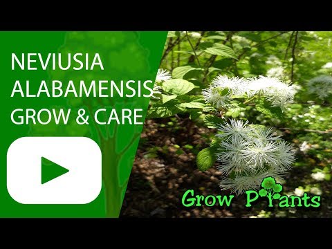 Neviusia alabamensis - grow & care (Alabama snow wreath)