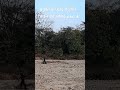 प्रकृति की गोद में हांडी चिकन का आनंद-Part 3 #viralshort #nature #viral #forest #forestadventure