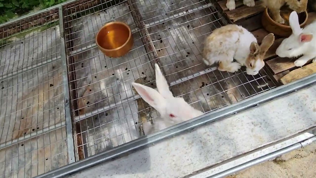 Cameron Highlands rabbit petting zoo