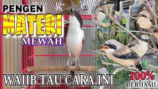 KUNCI SUKSES MENCETAK CENDET MATERI MEWAH & PANJANG 🔴 cara pemasteran burung cendet paling ampuh