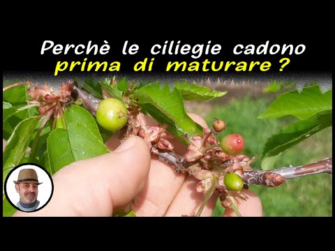 Video: Goccia di frutti di ciliegio: motivi per cui un ciliegio fa cadere i frutti