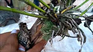 Orquídea Debilitada Tronquinho Pode Ser A Solução Orquídea Debilitada Tronquinho Pode Ser A Solução