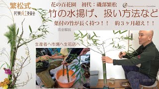 [FAQ017]竹・真竹・葉付竹・Howto「葉付の竹の扱い方＋水揚げ方法」花の百花園（初代：磯部繁松）繁松式[永久保存版]