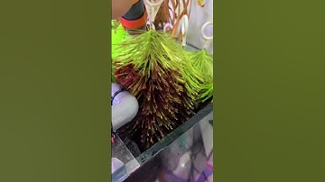 nguyên nhân chép phi tần bị đục mắt và cách xử lý #cachepphitan #guppy #cakoi