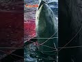 巨大マグロ ついに釣った!! 大間マグロ漁師 南兄弟 過酷サバイバル漁で怪物あがる