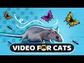 Cat games  mice birds ants butterflies squirrels  cat  dog tv