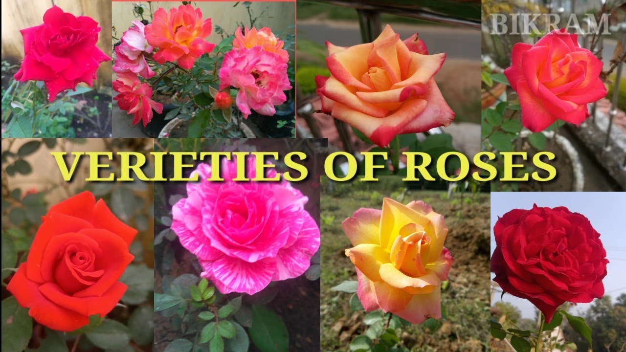 Different colours & varieties of #Roses# - YouTube