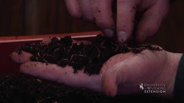 Worm Composting | From the Ground Up