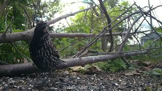 Chimera #bird? Redwinged Blackbird