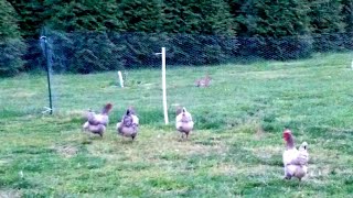 Bunny meets my chickens.