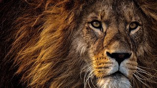 The lion king👑|| lion relaxing video||4k video... screenshot 4