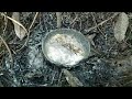 Mancing Ikan Gabus ||Aktifitas di kebun karet #suasanapedesaanbengkulu #kebunkaret #karet #ikangabus