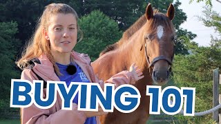 What to Look For When Buying a Horse