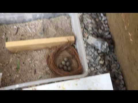 Button Quail (Building a Nest)