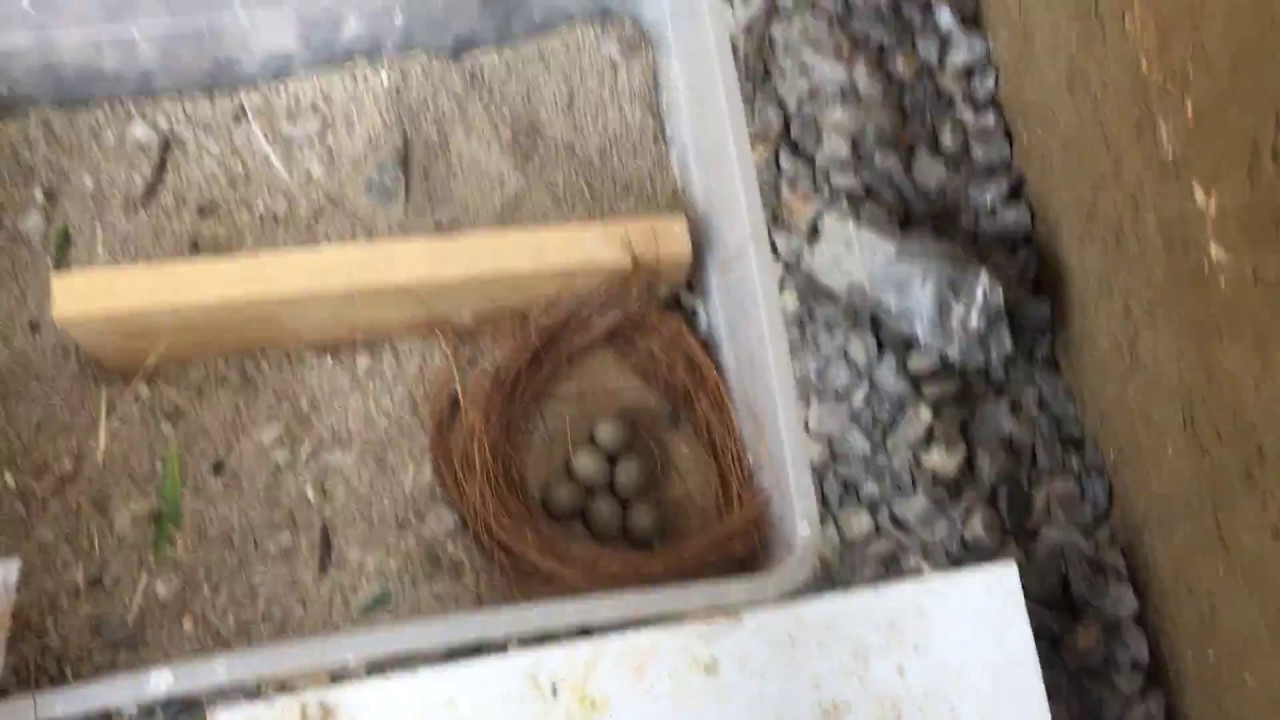 Button Quail Building A Nest Youtube