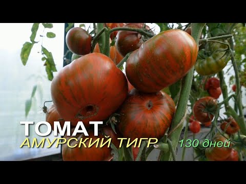 Томат японский тигр - купить по низкой цене на Яндекс Маркете