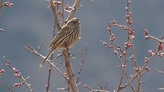 1080418雲南德欽飛來寺母白眉朱雀（Carpodacus thura）1